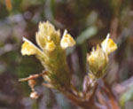 Triphysaria_versicolor