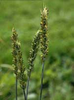 Triticum_aestivum