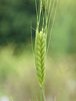 Triticum_monococcum