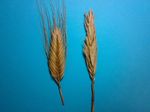 Triticum_polonicum