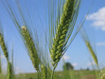 Triticum_turgidum