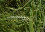 Triticum_turgidum_subsp__durum_cv__Cappelli