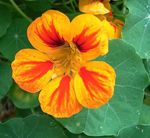 Tropaeolum_majus