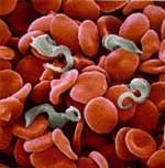 Trypanosoma_brucei_brucei_strain_927_4_GUTat10_1