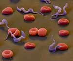 Trypanosoma_cruzi_231