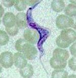 Trypanosoma_rangeli_SC58