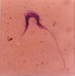 Trypanosoma_theileri