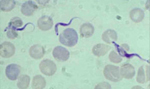 Trypanosoma_vivax