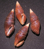 Turridrupa_cerithina