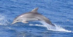 Tursiops_truncatus