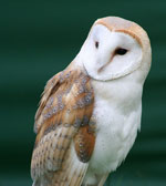 Tyto_alba