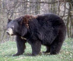 Ursus_americanus