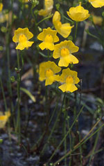 Utricularia_gibba_isolate_Umecuaro