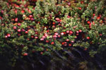 Vaccinium_macrocarpon