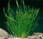 Vallisneria_gigantea