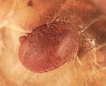 Varroa_jacobsoni