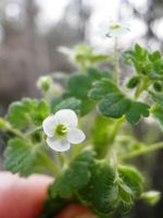 Veronica_cymbalaria