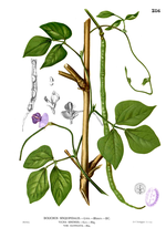 Vigna_unguiculata_subsp__sesquipedalis