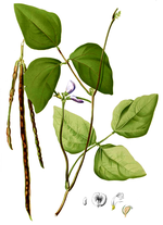 Vigna_unguiculata_subsp__unguiculata