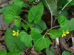 Viola_pubescens_var__scabriuscula