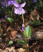 Viola_uliginosa