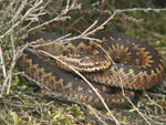 Vipera_berus_berus