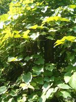 Vitis_aestivalis