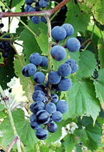 Vitis_riparia