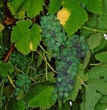 Vitis_vinifera_cultivar_Meskhetian_green