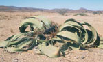 Welwitschia_mirabilis