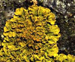 Xanthoria_parietina_46_1_SA22