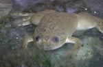 Xenopus_laevis