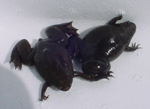 Xenopus_tropicalis