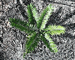 Zamia_fischeri