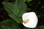 Zantedeschia_aethiopica