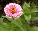 Zinnia_elegans