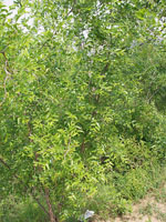 Ziziphus_jujuba_cultivar_Dongzao