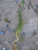 Zostera_marina