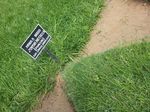 Zoysia_matrella_cultivar_Wakaba