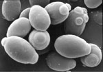 Zygosaccharomyces_parabailii_ISA1307