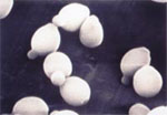 Zygosaccharomyces_rouxii_ATCC42981