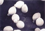 Zygosaccharomyces_rouxii_CBS732