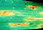 Zymoseptoria_passerinii_SP63