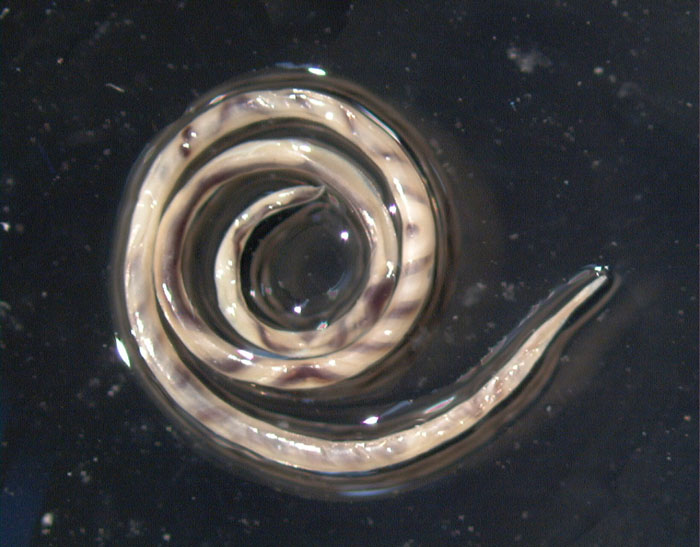 angiostrongylus cantonensis