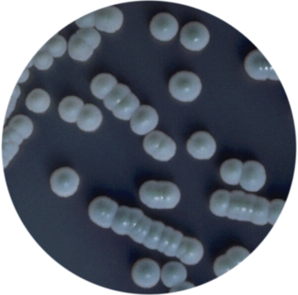 Tropicalis candida on sale