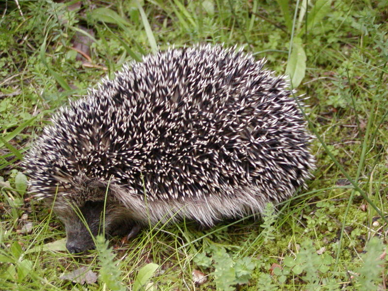 Erinaceus europaeus — Wikipédia