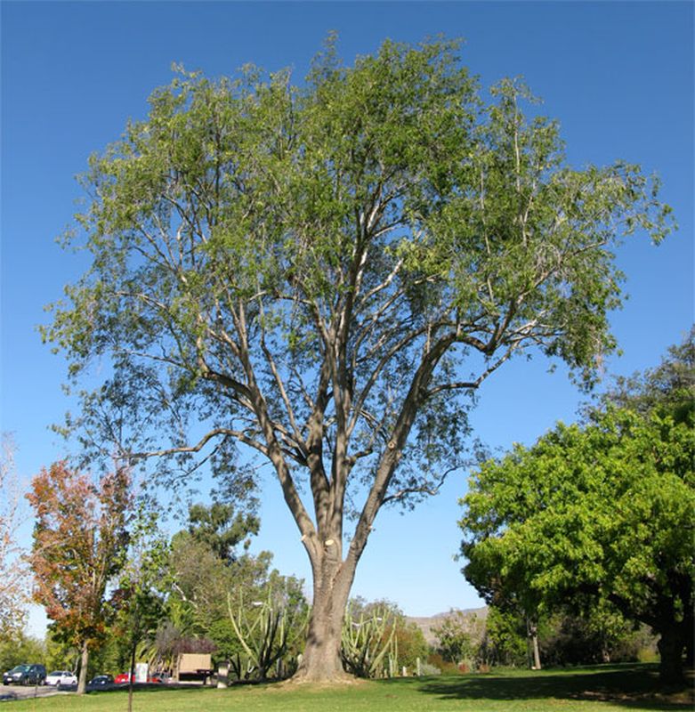 fraxinus uhdei leaf