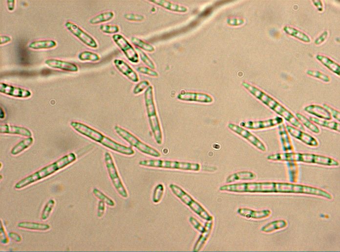 fusarium oxysporum