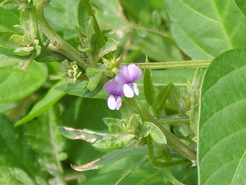 Whole-genome sequencing and intensive analysis of the undomesticated  soybean (Glycine soja Sieb. and Zucc.) genome