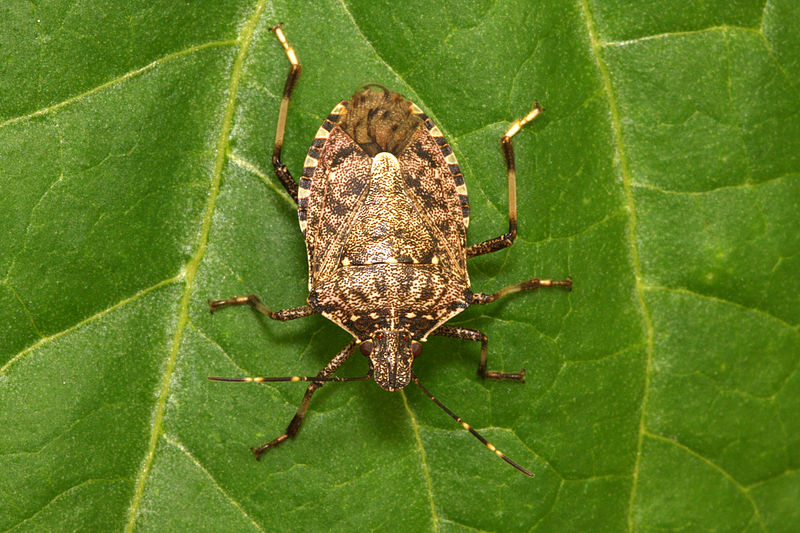 Helicoverpa punctigera - Wikipedia